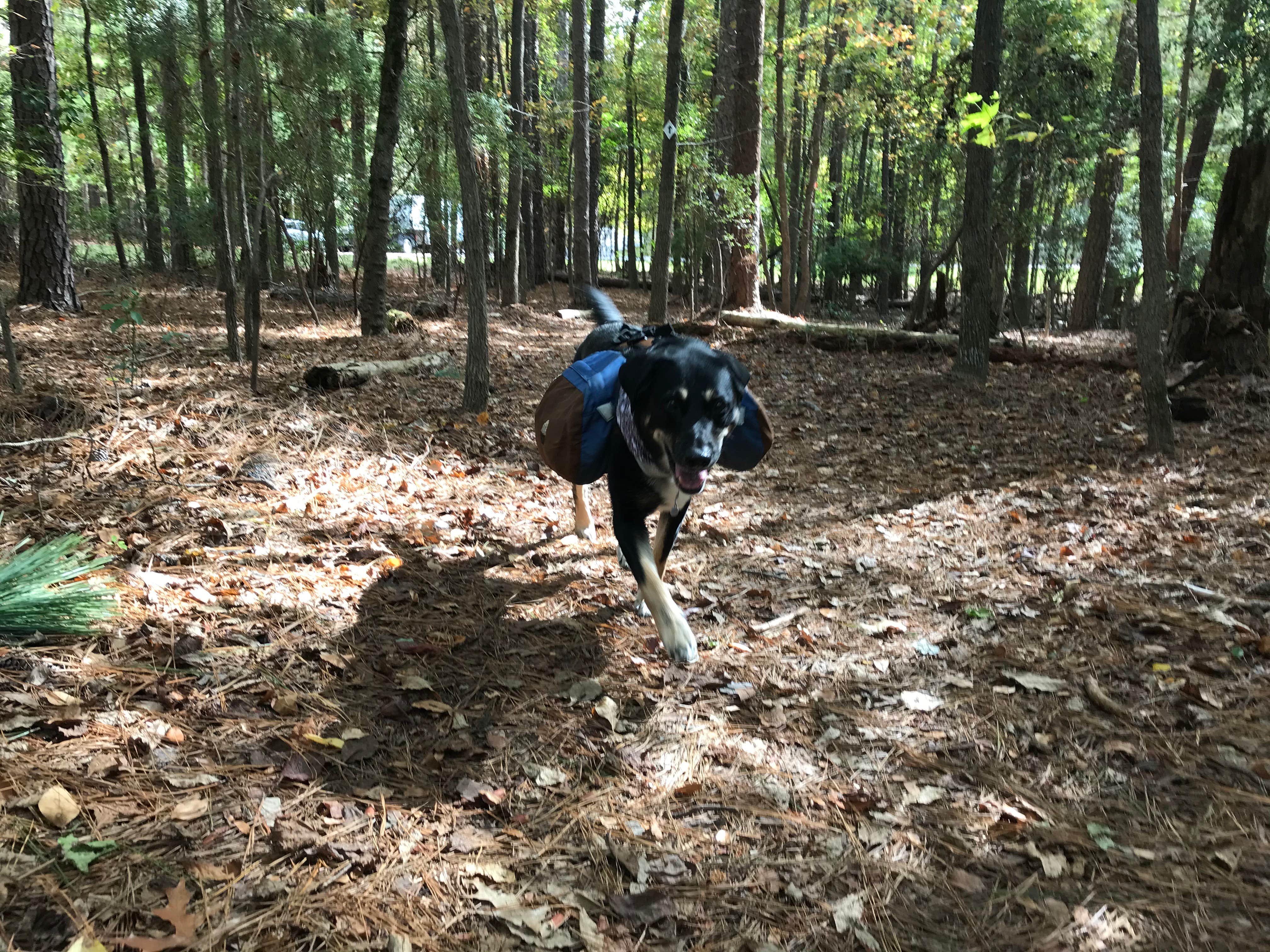 Shannon G.'s photo of camping with pets at Dreher Island State Park Campground near Blythewood, SC