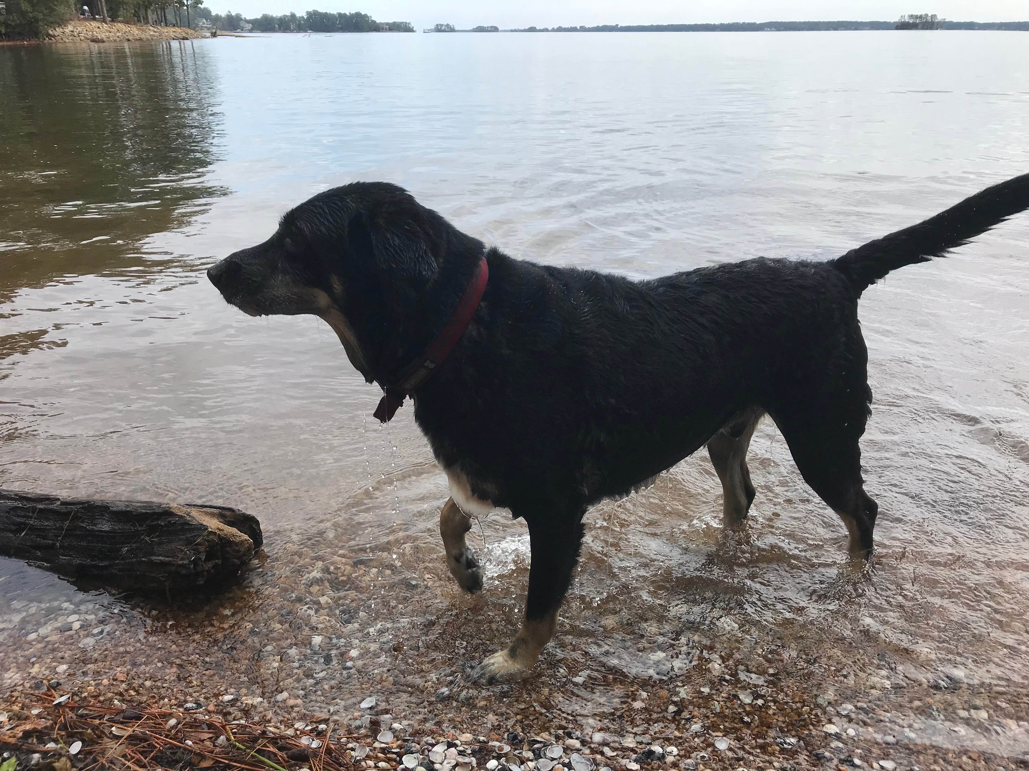 Shannon G.'s photo of camping with pets at Dreher Island State Park Campground near Williston, SC