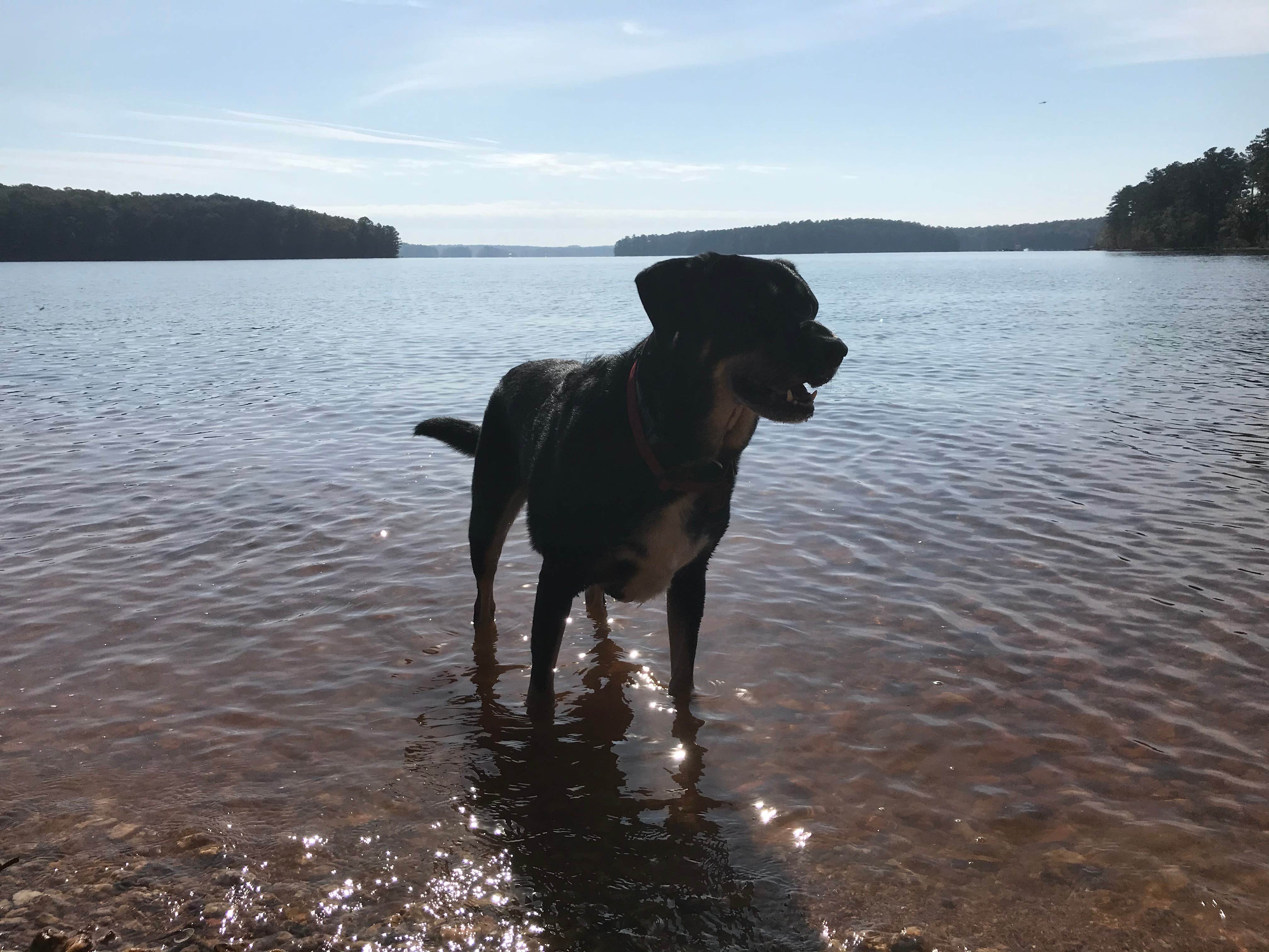 Shannon G.'s photo of camping with pets at Dreher Island State Park Campground near Horatio, SC