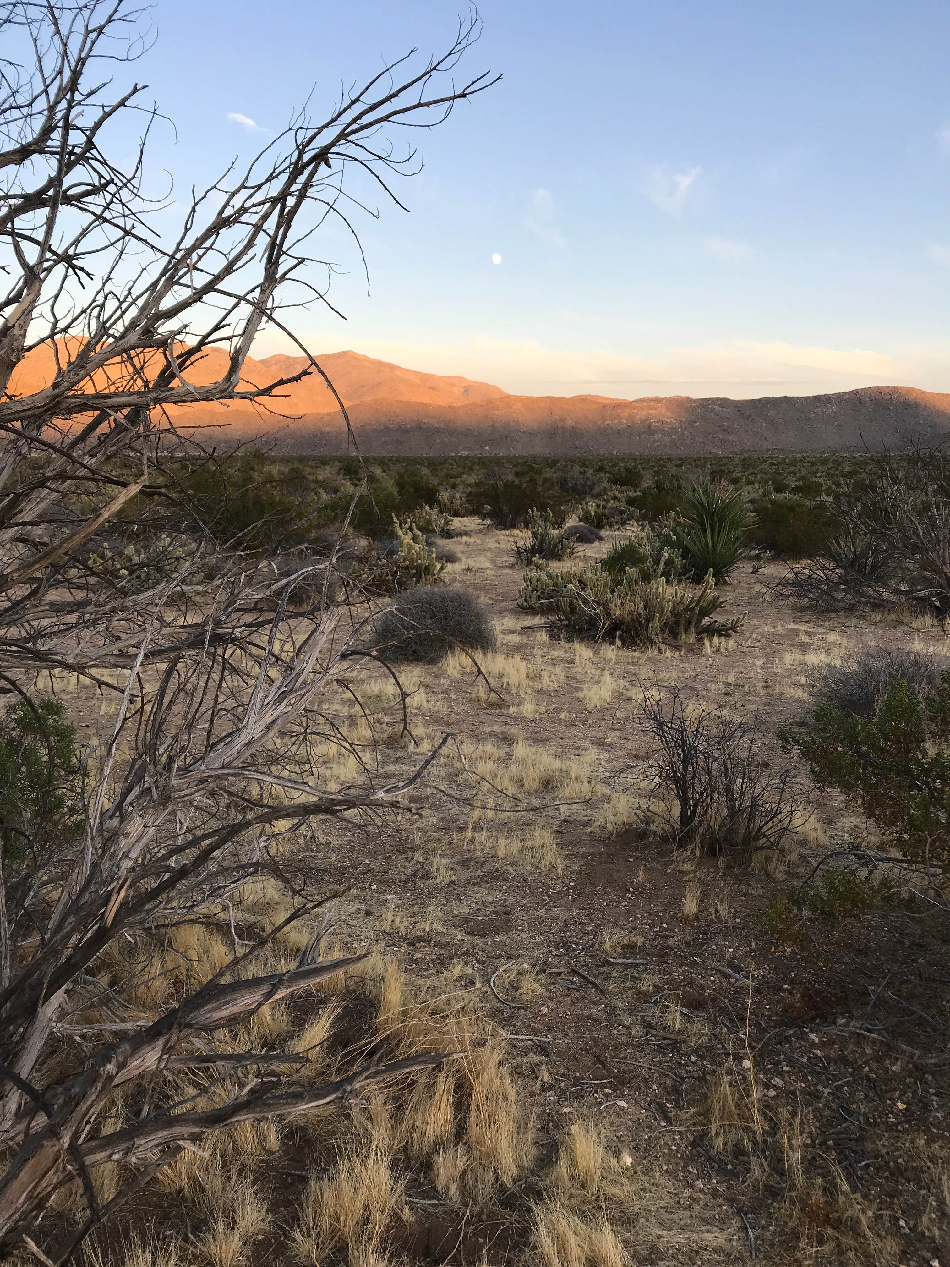 Camper submitted image from Blair Valley Primitive Campground — Anza-Borrego Desert State Park - 5