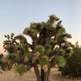 Review photo of Black Rock Campground — Joshua Tree National Park by Dad & B R., November 12, 2019