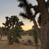 Review photo of Black Rock Campground — Joshua Tree National Park by Dad & B R., November 12, 2019