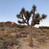 Review photo of Black Rock Campground — Joshua Tree National Park by Dad & B R., November 12, 2019