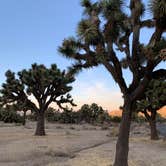 Review photo of Black Rock Campground — Joshua Tree National Park by Dad & B R., November 12, 2019