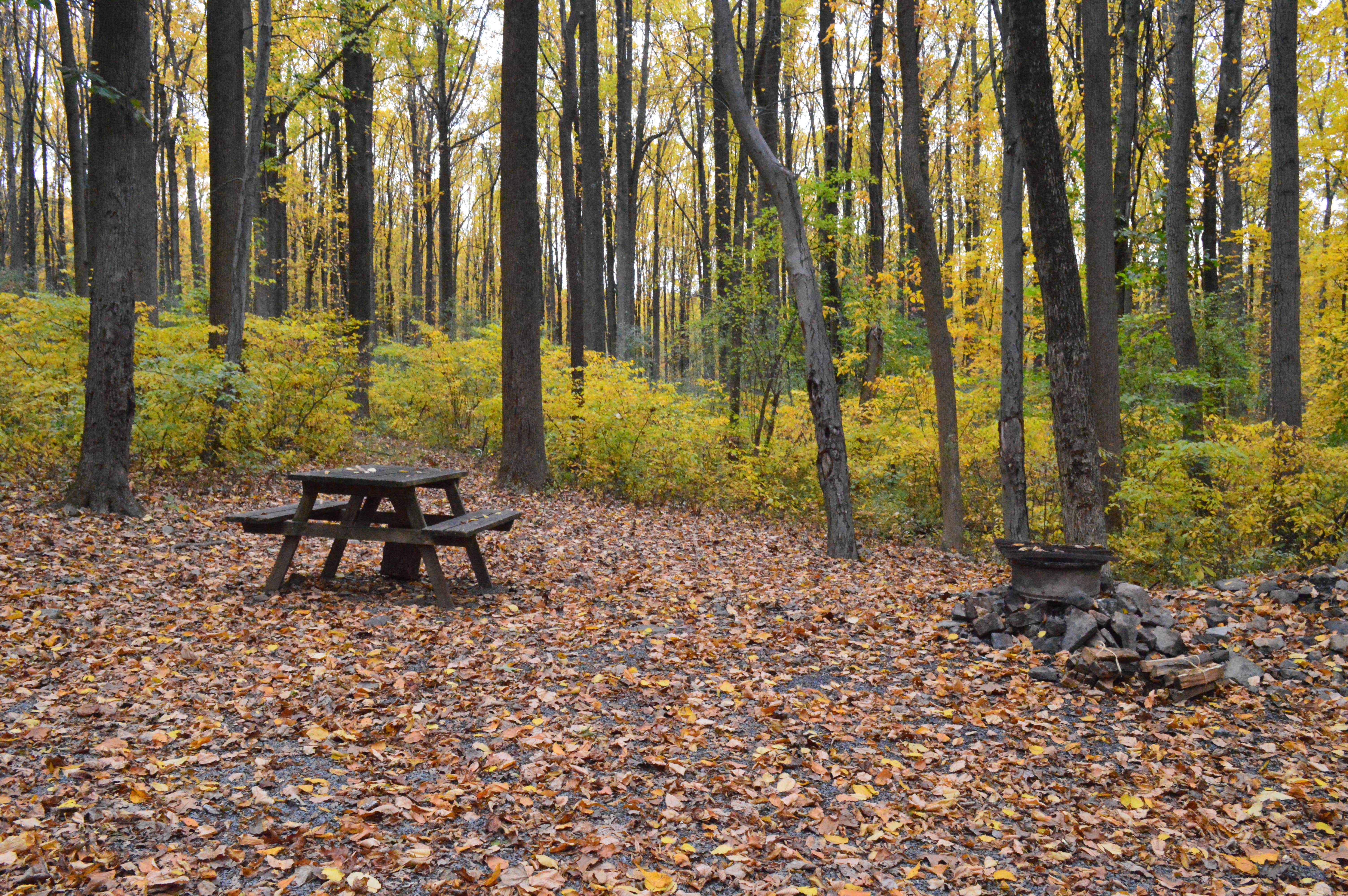 Camper submitted image from Mountainview Campground - 5