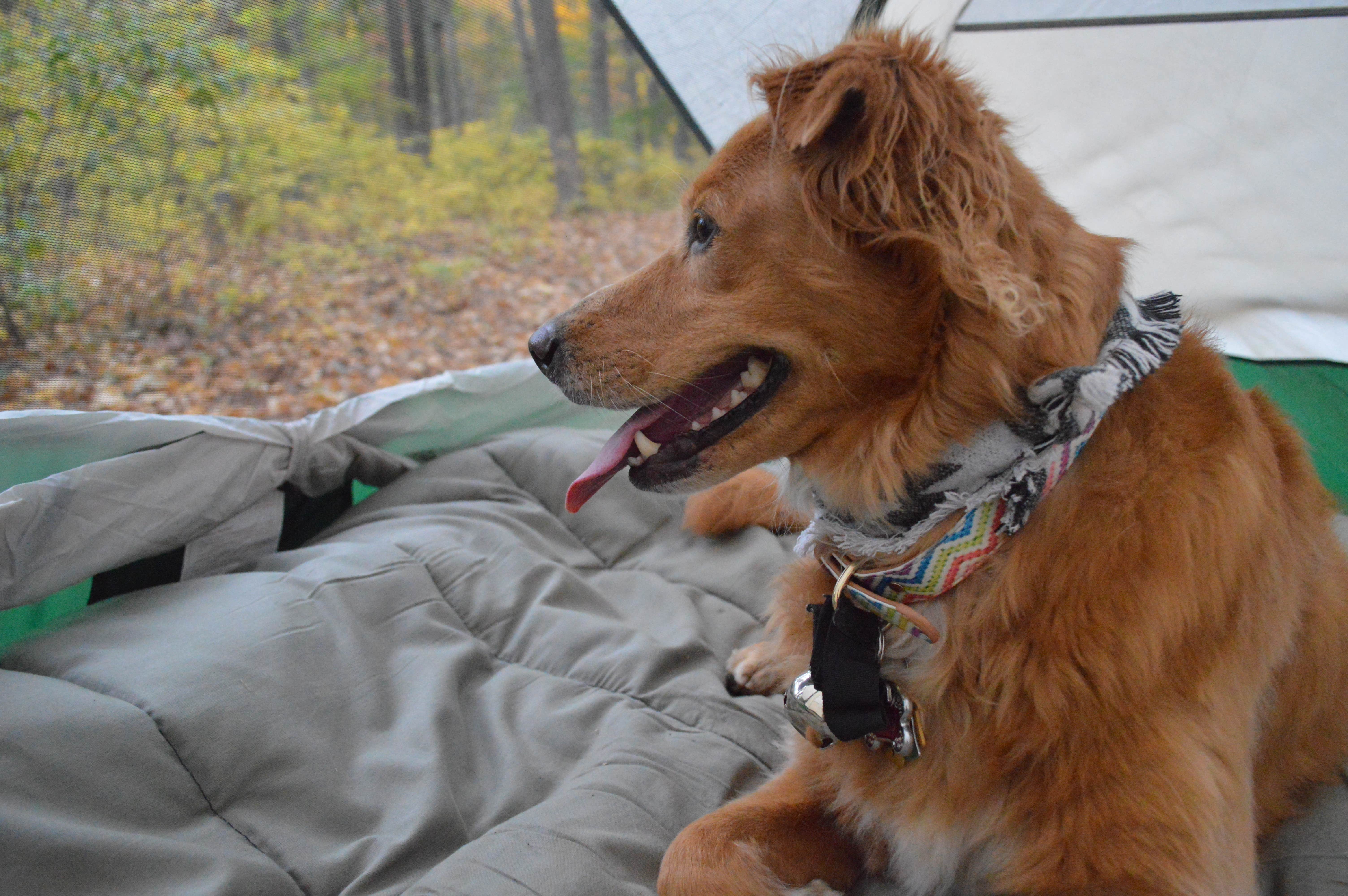 Christina H.'s photo of camping with pets at Mountainview Campground in New Jersey