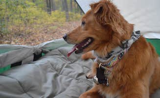 Christina H.'s photo of camping with pets at Mountainview Campground near Trenton, NJ