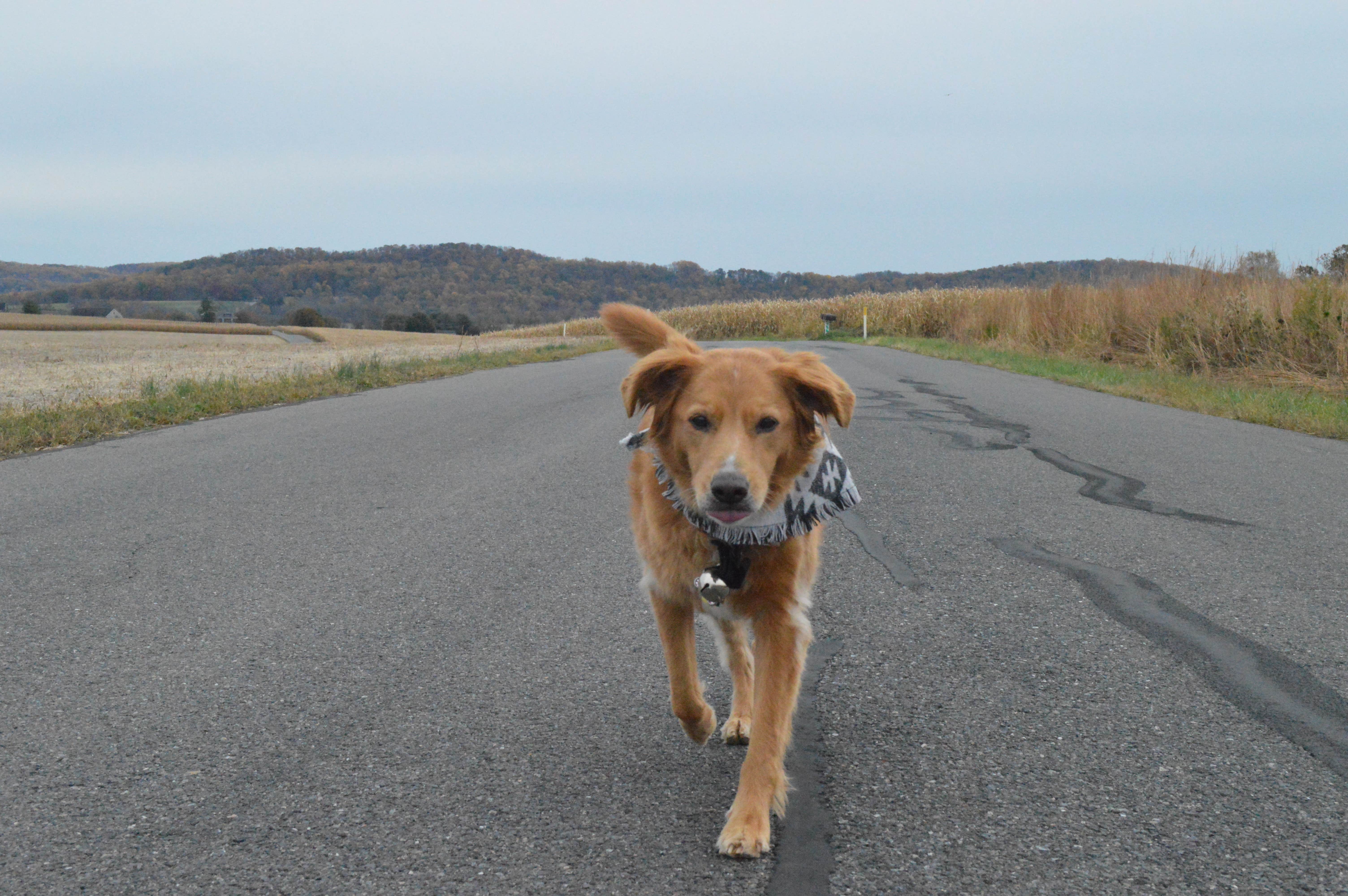 Christina H.'s photo of camping with pets at Mountainview Campground near Newark, NJ