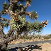 Review photo of Black Rock Campground — Joshua Tree National Park by Dad & B R., November 12, 2019