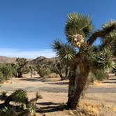 Review photo of Black Rock Campground — Joshua Tree National Park by Dad & B R., November 12, 2019