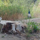 Review photo of Lagoon RV Park & Campground by Cortney M., August 22, 2017