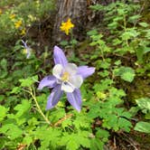 Review photo of Captain Mountain Trailhead by Matt C., November 13, 2019