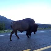 Review photo of Wapiti Campground by Danielle V., August 22, 2017