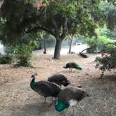 Review photo of Ventura Ranch KOA by Christina  S., November 15, 2019