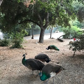 Beautiful Peahens, we brought chicken scratch, to feed them...