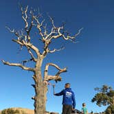 Review photo of Mid Hills Campground — Mojave National Preserve by Jamie C., November 16, 2019