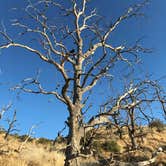 Review photo of Mid Hills Campground — Mojave National Preserve by Jamie C., November 16, 2019