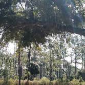 Review photo of Highlands Hammock State Park by James L., November 16, 2019