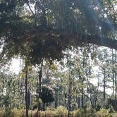 Review photo of Highlands Hammock State Park Campground by James L., November 16, 2019
