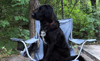 Brandi B.'s photo of camping with pets at Toll Bridge Park Campground near Bingen, WA