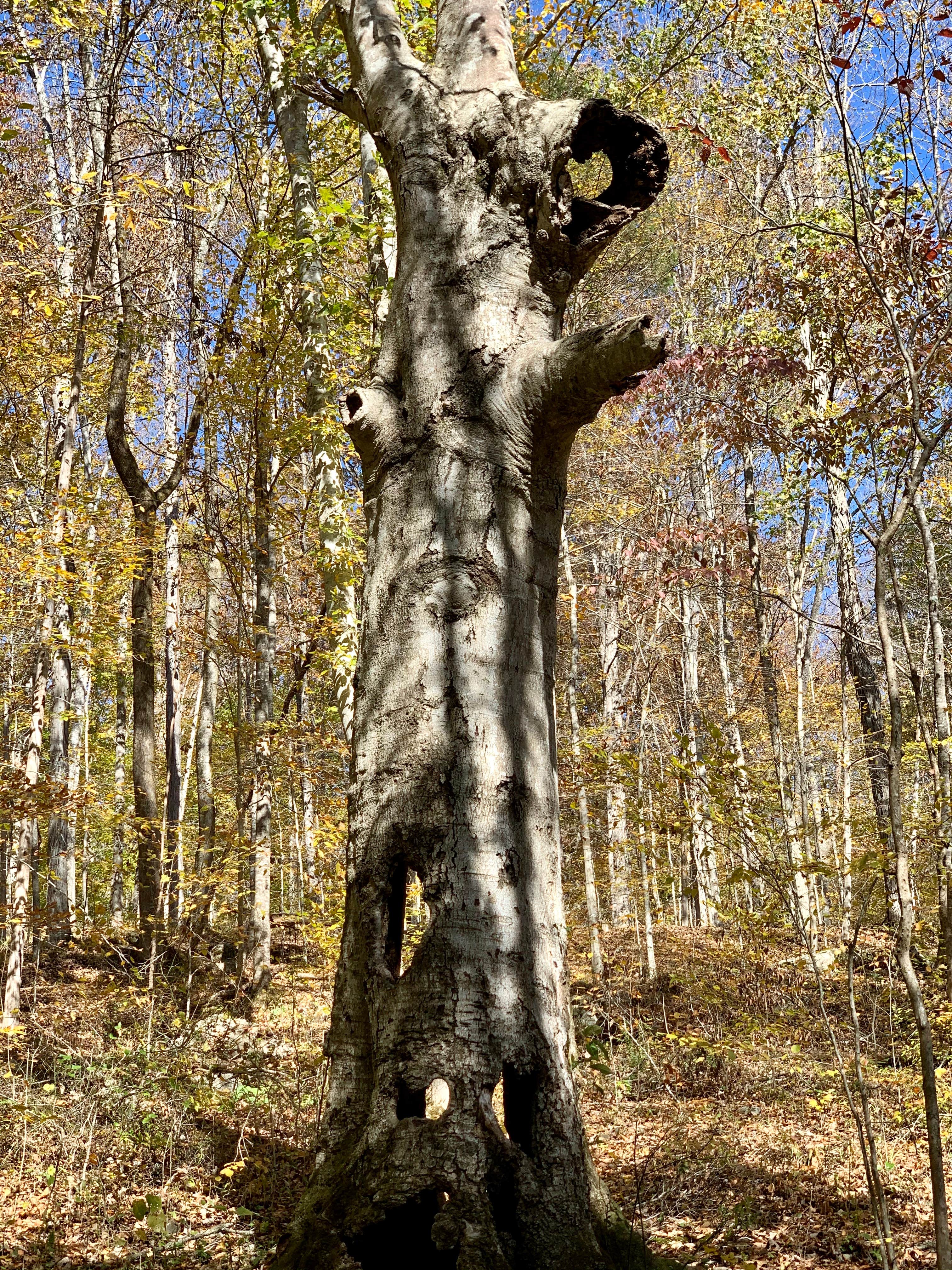 Camper-submitted photo at Walls of Jericho - Trailhead Campsite near Fort Payne, AL
