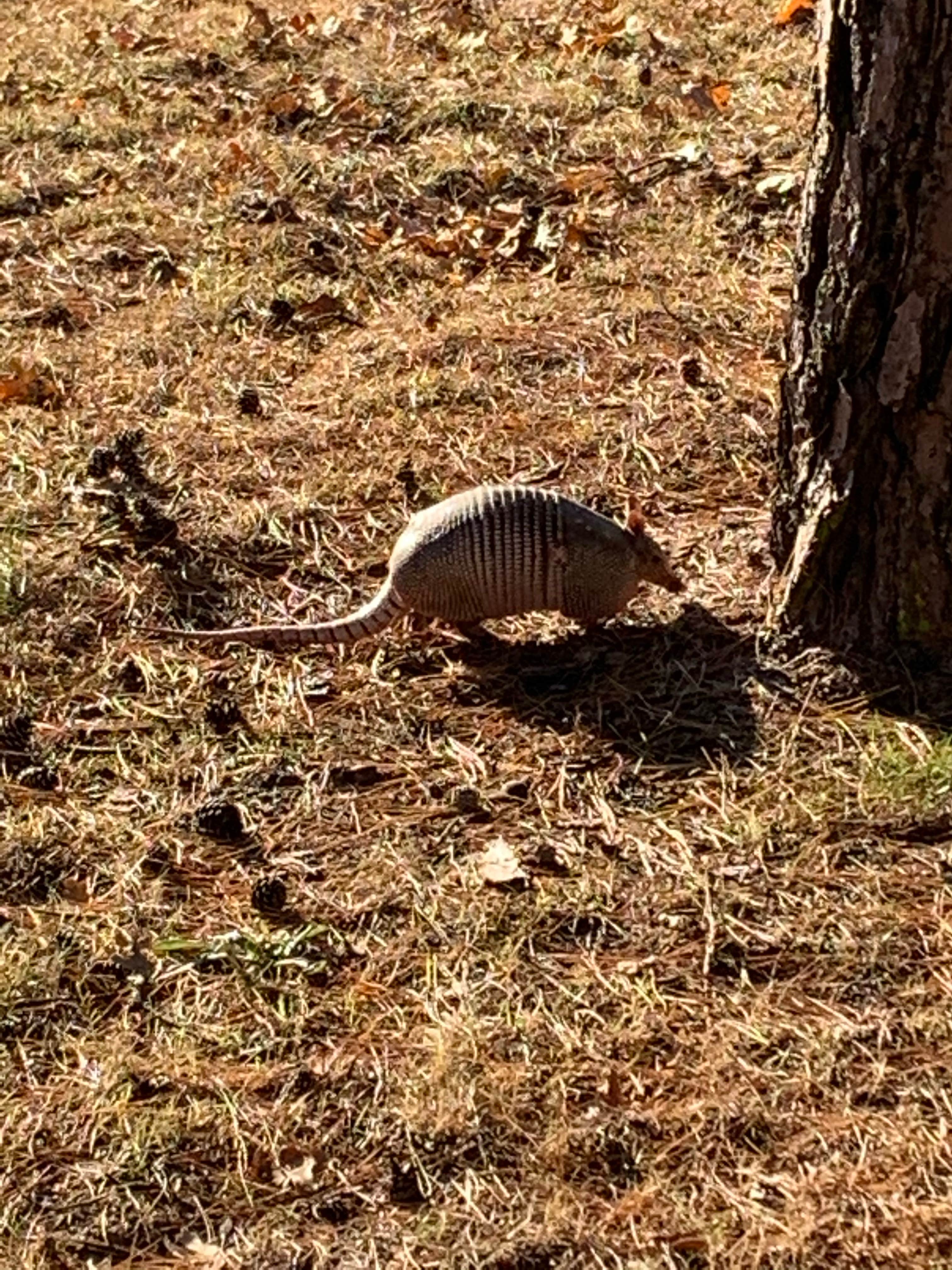 Camper-submitted photo at Dogwood Campground — Lake Eufula State Park near Eufaula Lake