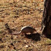 Review photo of Dogwood Drive - Lake Eufaula State Park by Jeff R., November 21, 2019