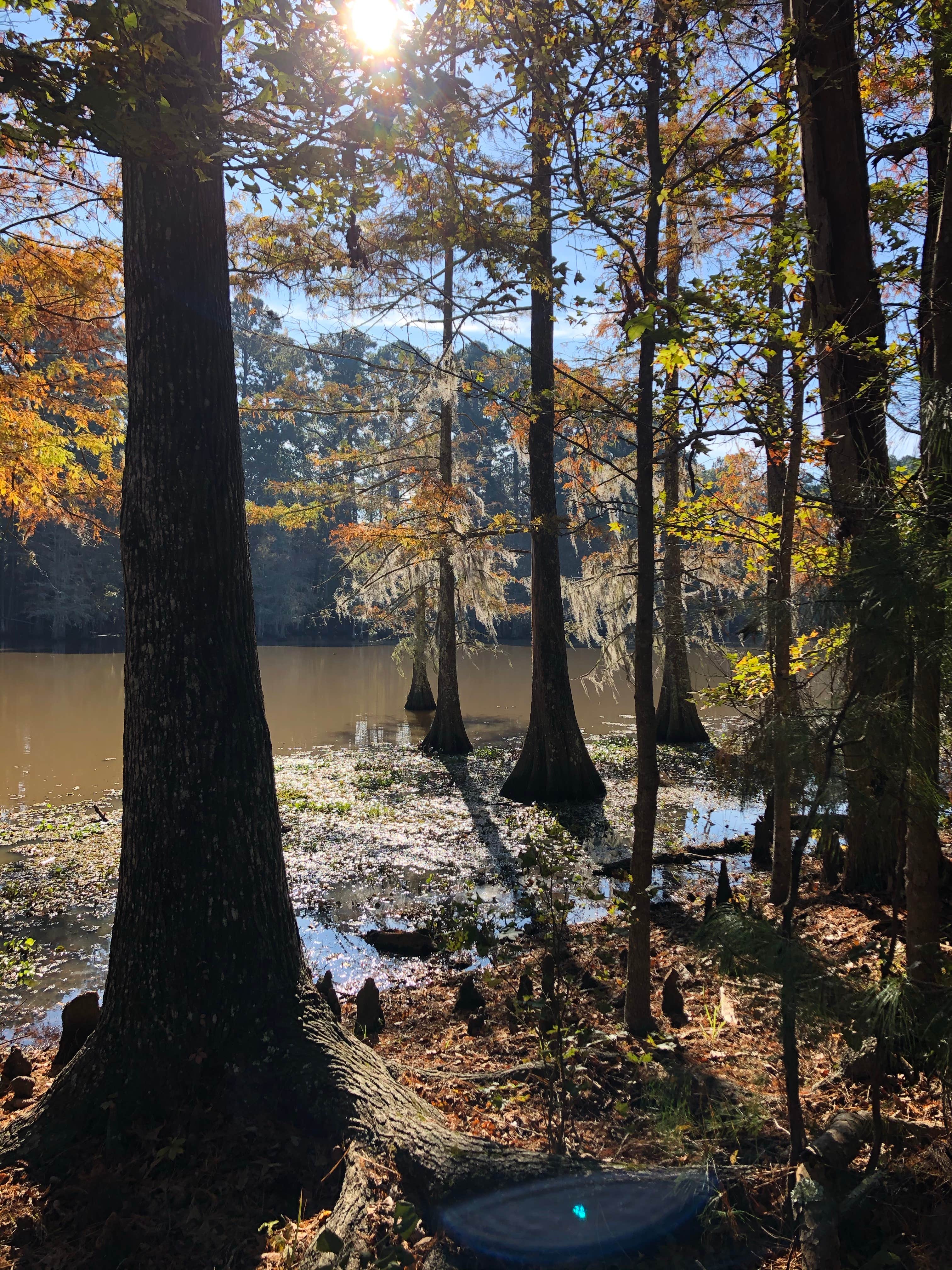 Camper-submitted photo at Walnut Ridge near Big Thicket National Preserve