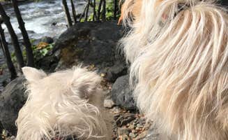 Carter B.'s photo of camping with pets at Waka Lu Hep Yo — Stanislaus National Forest near Avery, CA