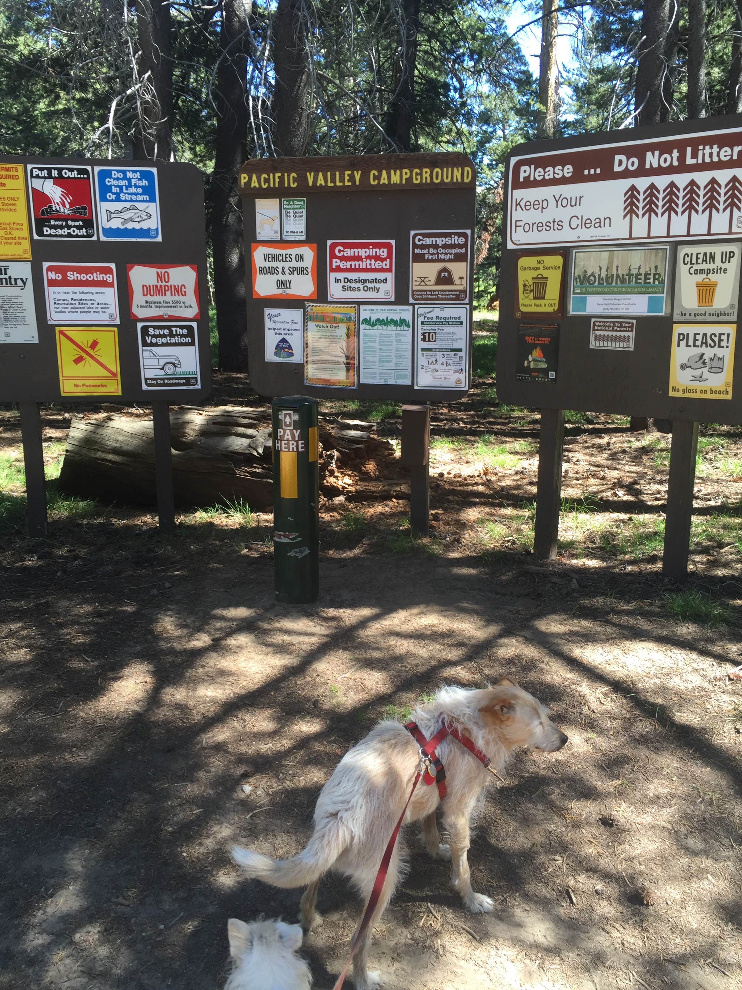 Carter B.'s photo of camping with pets at Pacific Valley Campground near Stanislaus National Forest