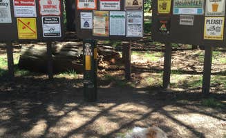 Carter B.'s photo of camping with pets at Pacific Valley Campground near Stanislaus National Forest