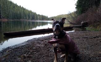 Juice B.'s photo of camping with pets at Council Lake near Gifford Pinchot National Forest
