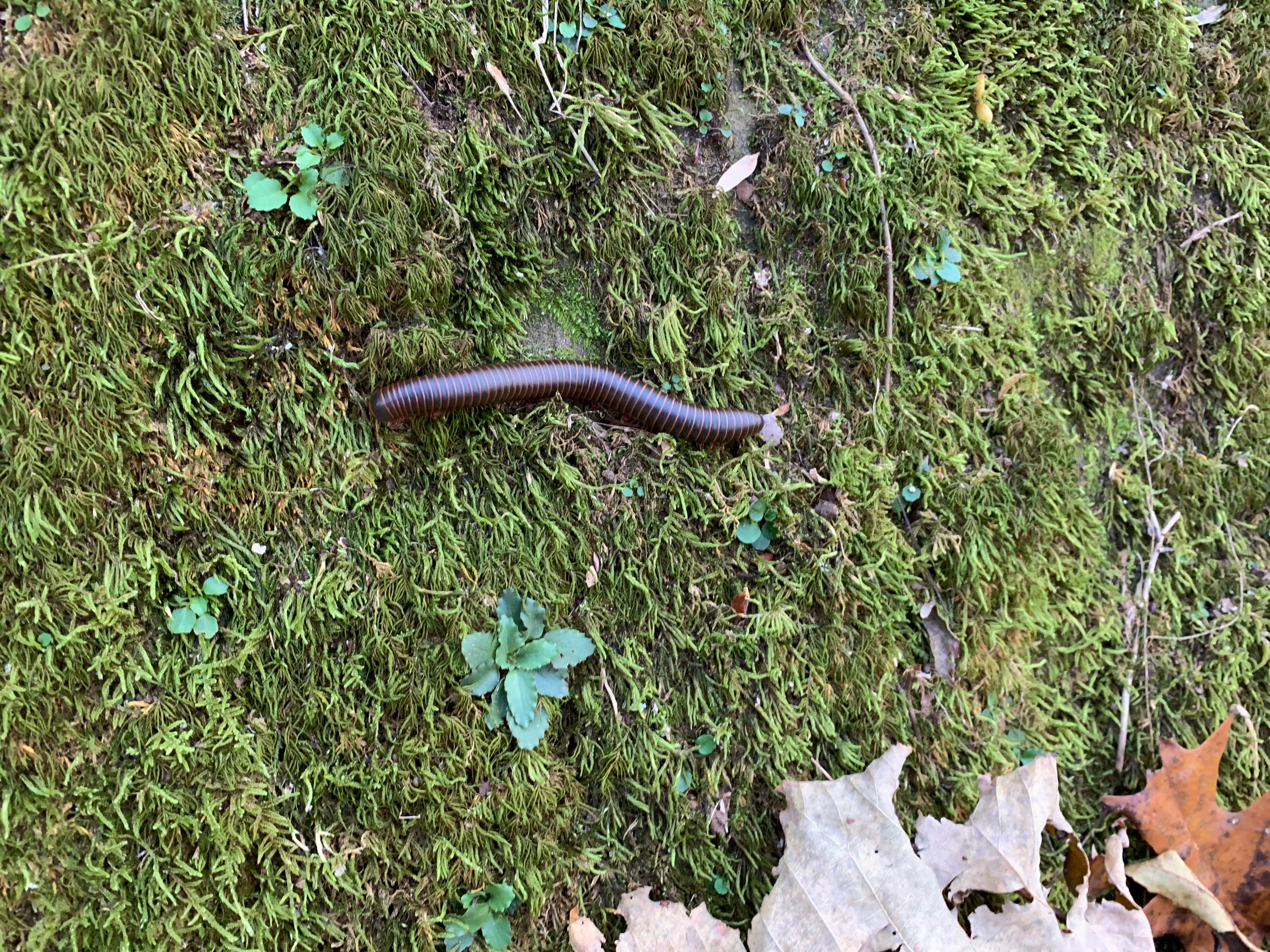 Camper-submitted photo at Walls of Jericho - Turkey Creek Backcountry Campsite near Estillfork, AL