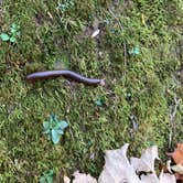 Review photo of Walls of Jericho - Turkey Creek Backcountry Campsite by Steve V., November 24, 2019