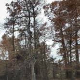 Review photo of Reelfoot Lake State Park Campgrounds by Shana D., November 25, 2019