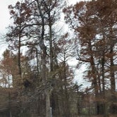 Review photo of Reelfoot Lake State Park Campground by Shana D., November 25, 2019