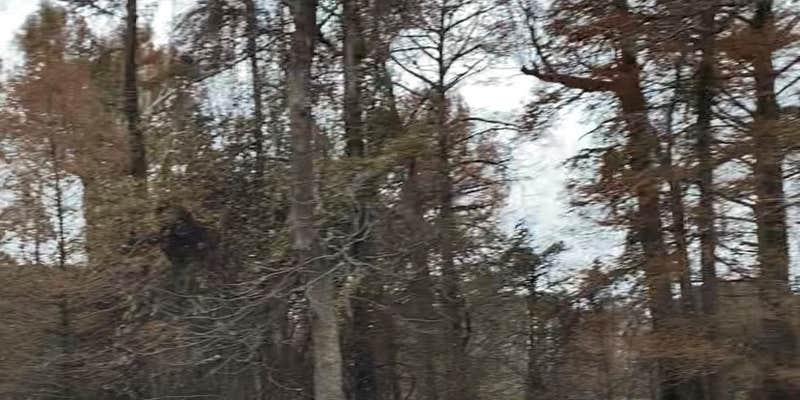 Camper submitted image from Reelfoot Lake State Park Campgrounds