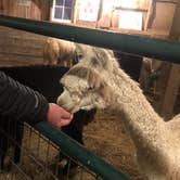 Review photo of Heritage Farm Alpaca Experience by Lee D., November 25, 2019