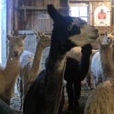 Review photo of Heritage Farm Alpaca Experience by Lee D., November 25, 2019