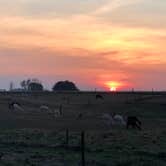 Review photo of Heritage Farm Alpaca Experience by Lee D., November 25, 2019