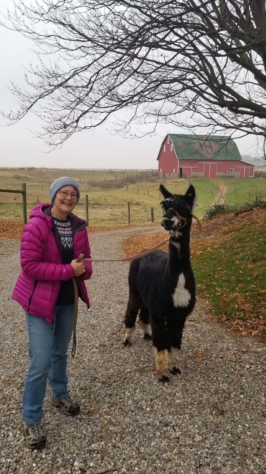 Lee D.'s photo of camping with pets at Heritage Farm Alpaca Experience near Monticello, IN