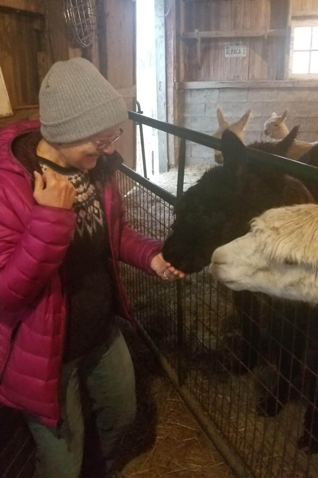 Lee D.'s photo of camping with pets at Heritage Farm Alpaca Experience near Cutler, IN