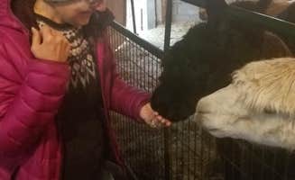 Lee D.'s photo of camping with pets at Heritage Farm Alpaca Experience near Cutler, IN