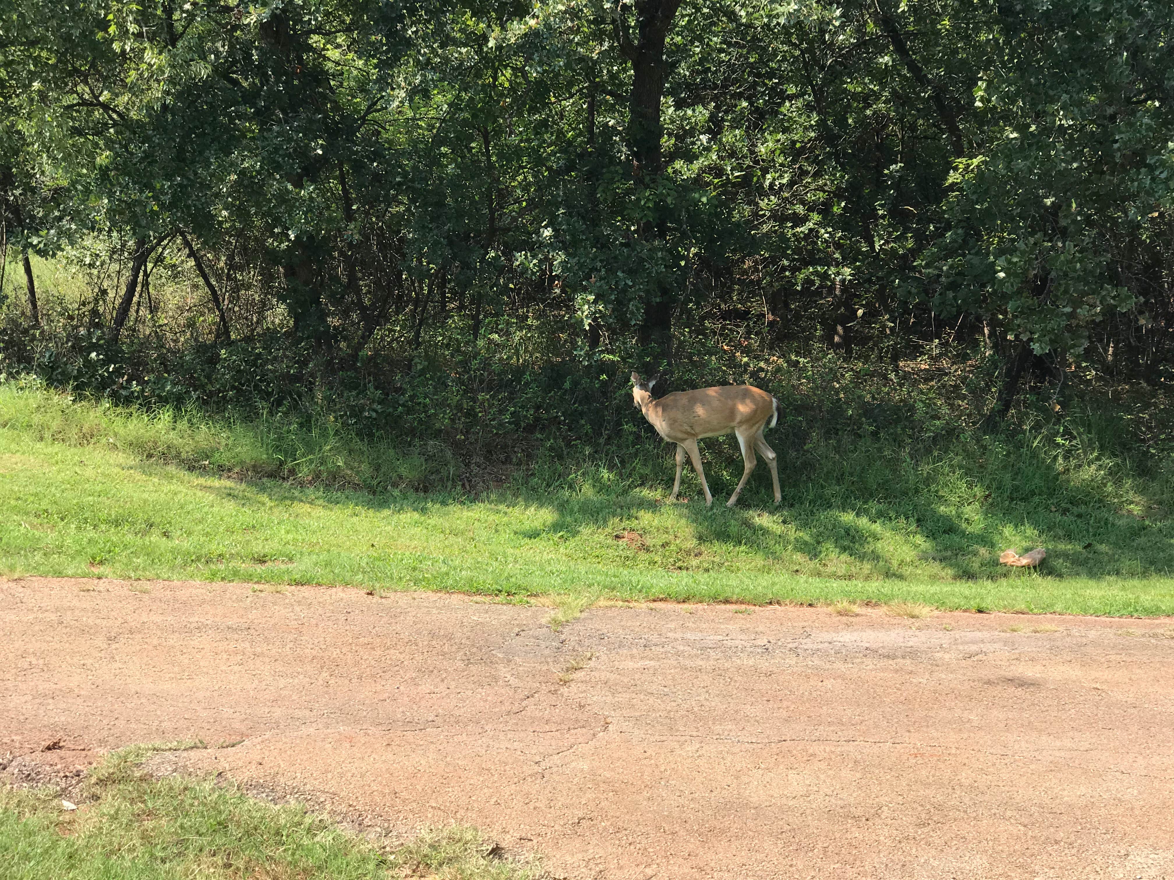 Animals