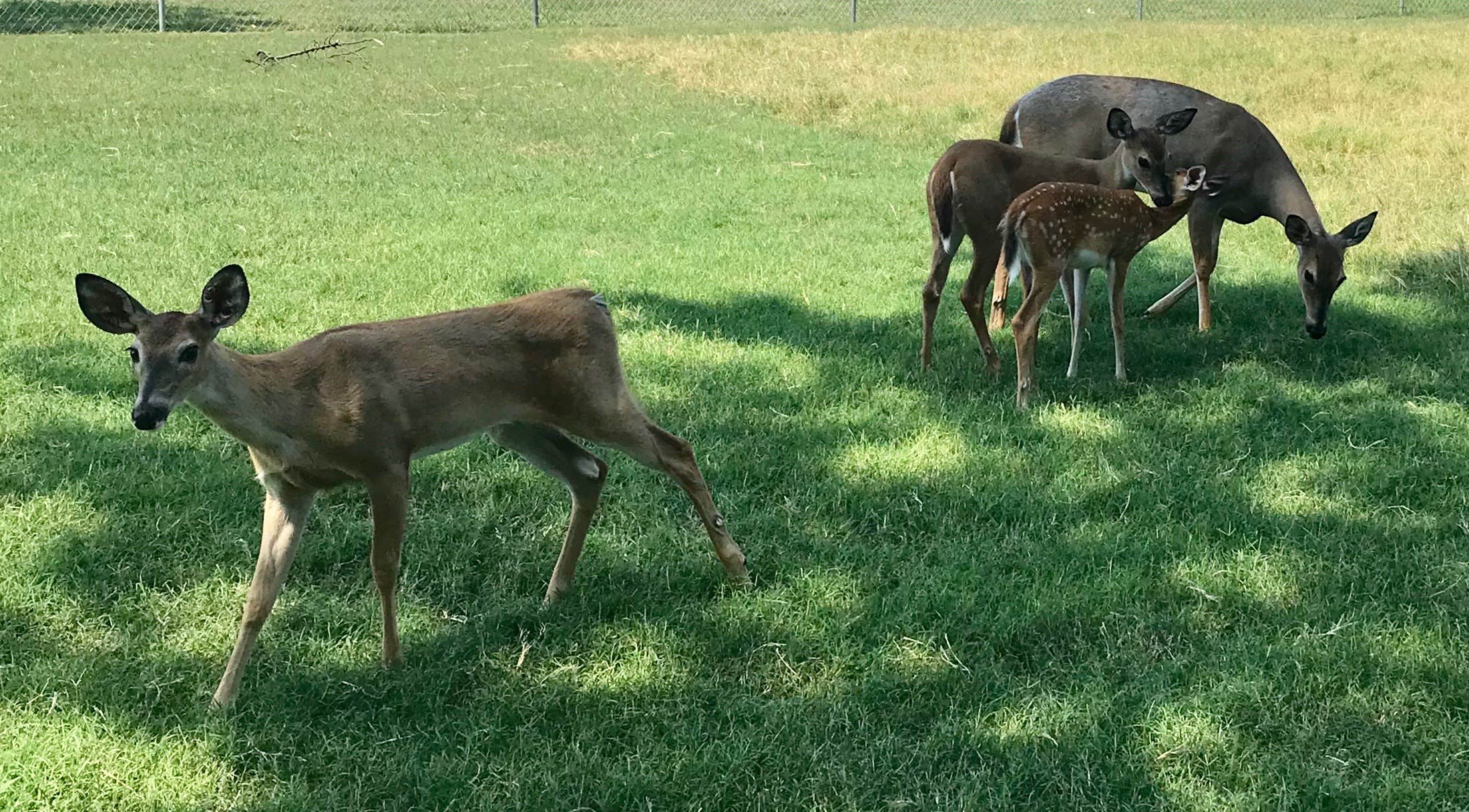 Eric R.'s photo of camping with a horse at Arcadia Lake near Oklahoma City, OK