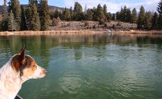 Isabelle K.'s photo of camping with pets at Blue Lake Camp near White River National Forest