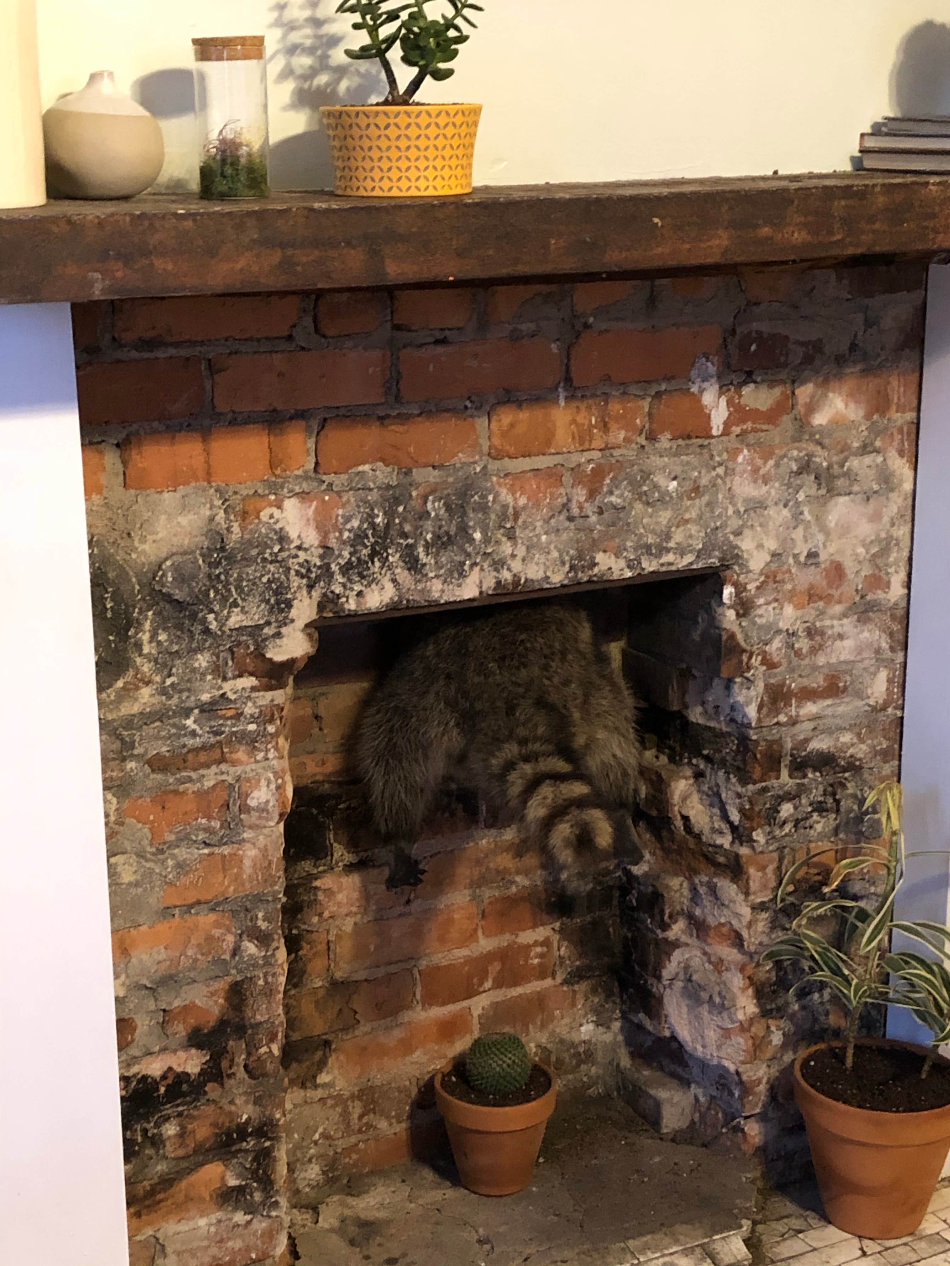 Jan P.'s photo of camping with pets at Skidaway Island State Park Campground near Hardeeville, SC