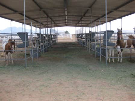Zhenna B.'s photo of camping with pets at Caballos de las Estrellas near Chiricahua, AZ