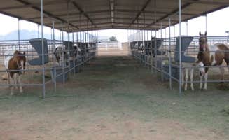 Zhenna B.'s photo of camping with a horse at Caballos de las Estrellas in New Mexico