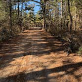 Review photo of Batona — Wharton State Forest by Alex T., December 1, 2019